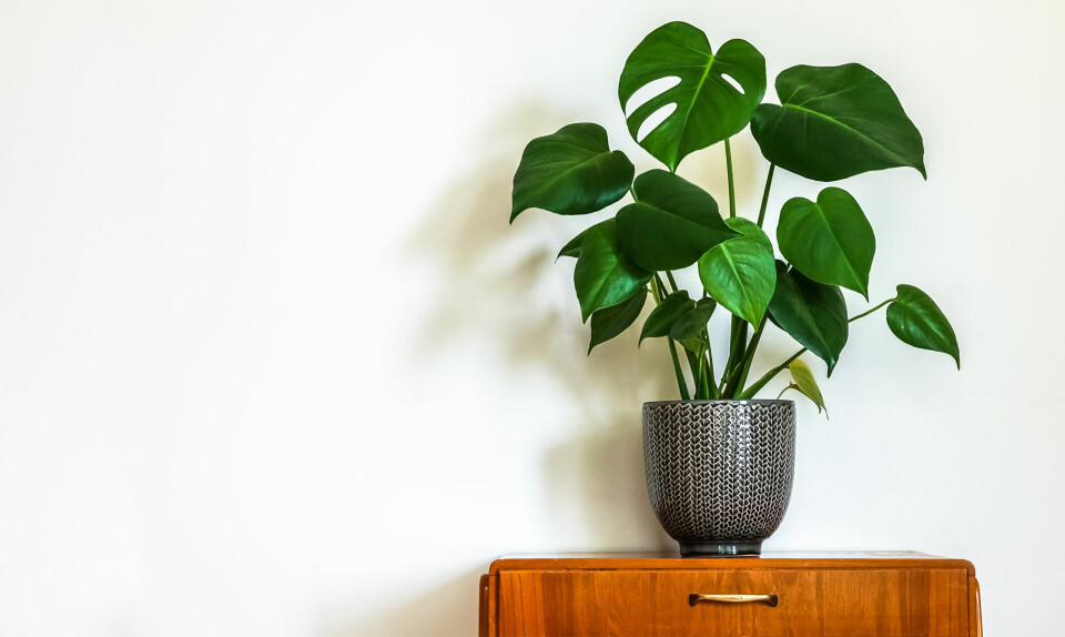 Monstera deliciosa Fingerfilodendron