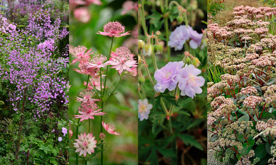 Haveeksperternes yndlingsstauder