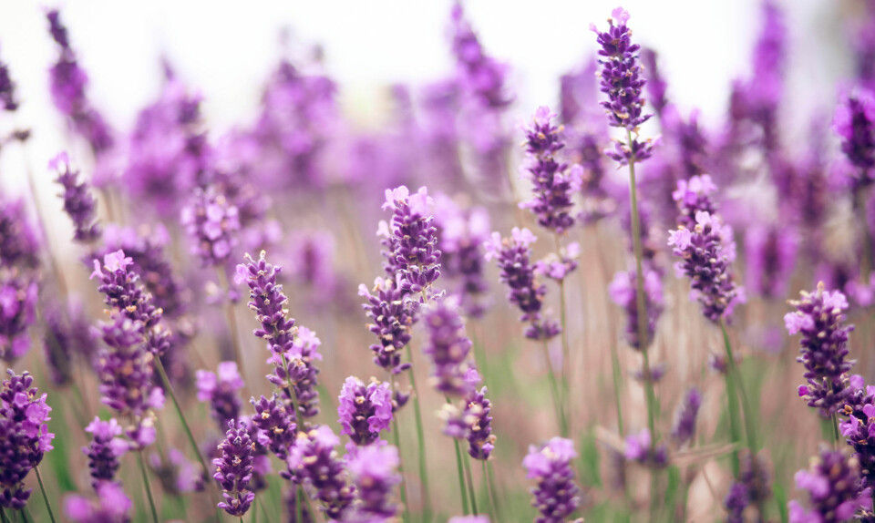 Lavendel