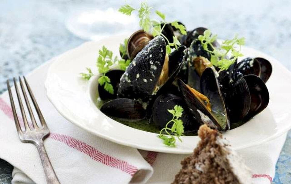 Opskrift på blåmuslinger med persillepesto