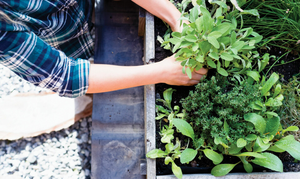 Krydderurter i haven