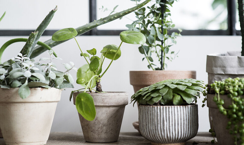 Gode råd til planter