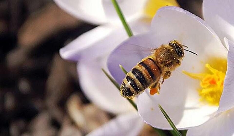 Bjørnekloer, brændenælder, brandmænd, hvepse, myg og skovflåter