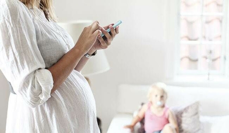 Gravid