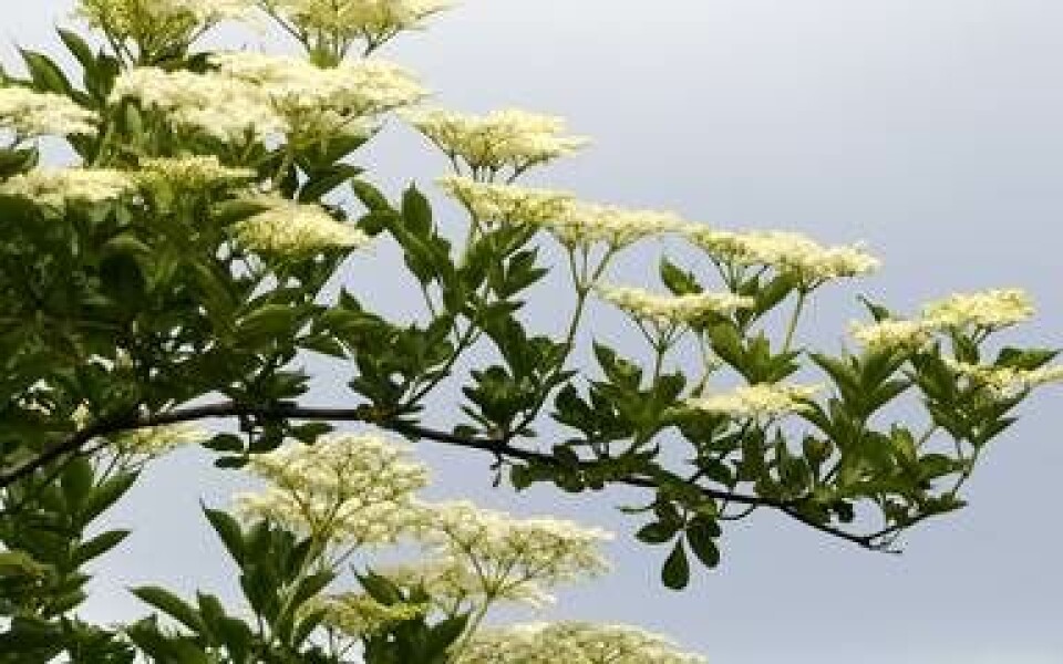 Hylden blomstrer