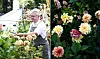 Claus Dalbys dahlia have