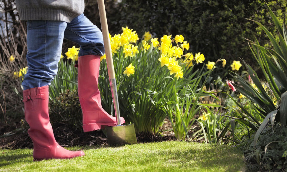 Hvornår kan man sætte påskeliljer?