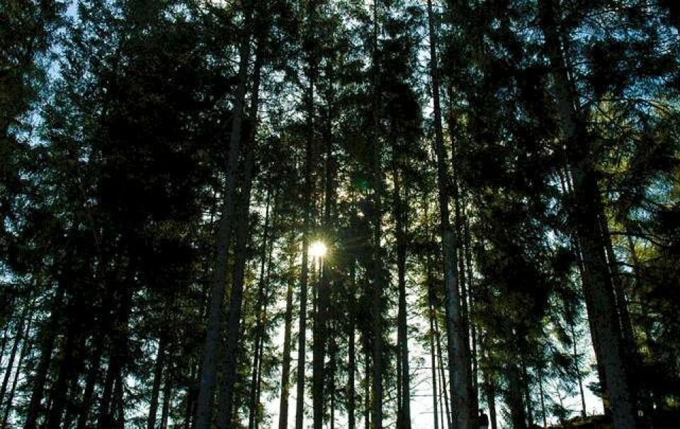 Tag på udrensende retreat i skoven