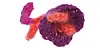 Rødviolet klokkeblomst fra Hendes Verden