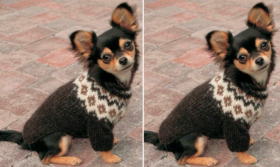 Strik selv: Islandsk sweater til hunden fra Hjemmet