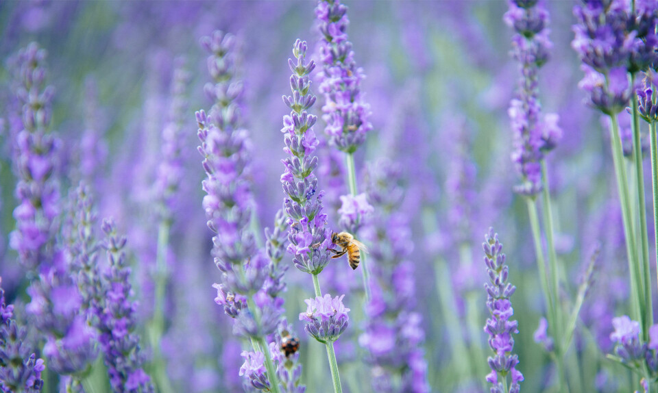 Bi i lavendel
