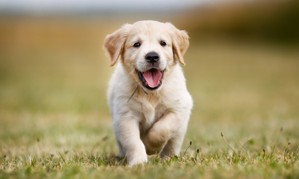 Hund