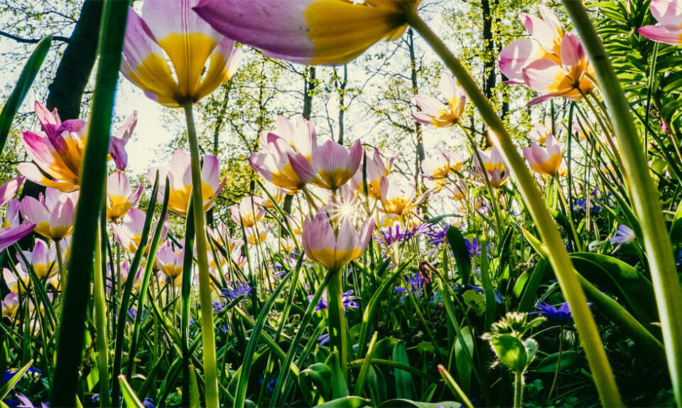 Tulipaner haveshopping på nettet