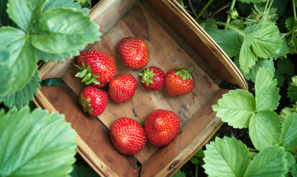 Sådan dyrker du dine egen jordbær