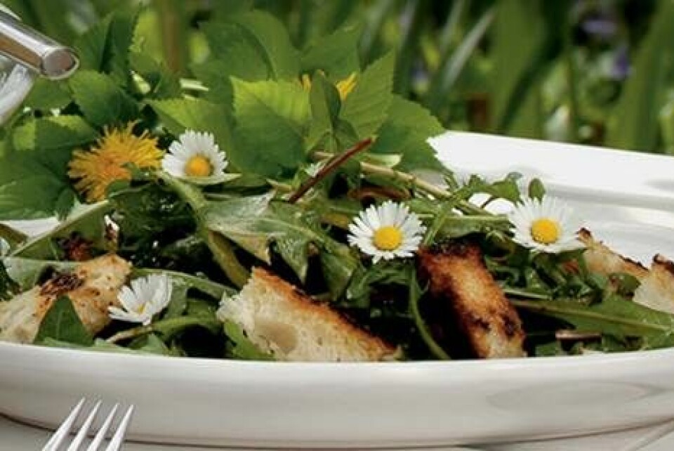 Mælkebøttesalat med bellis