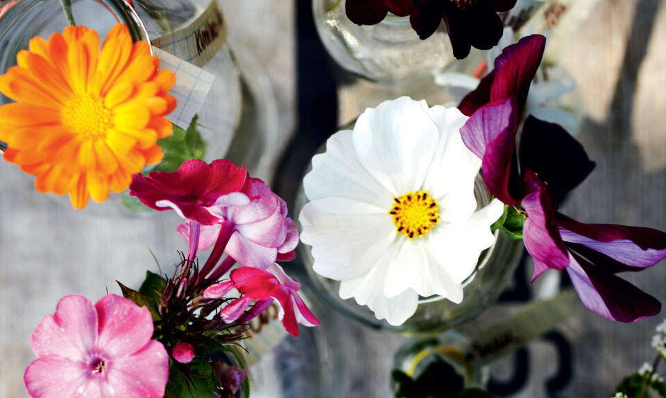 Inspiration til blomsterbedet - hvad skal du vælge?