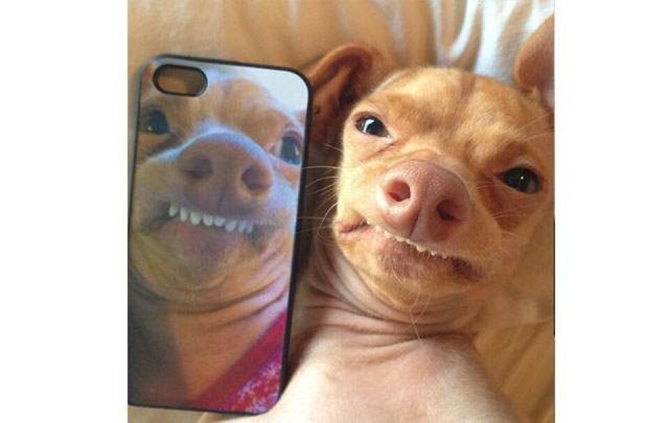 10 dejlige hunde, der får smilet frem