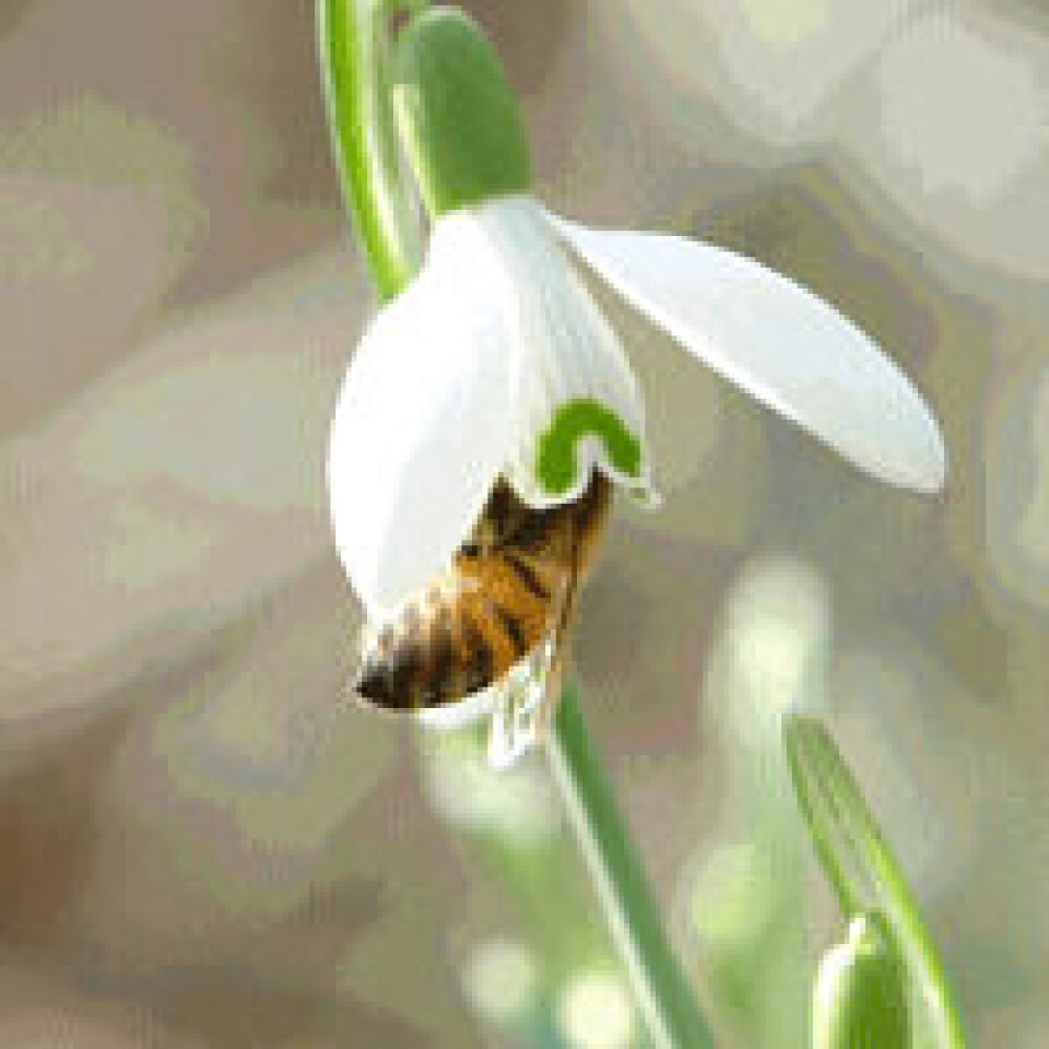Blomster og bier