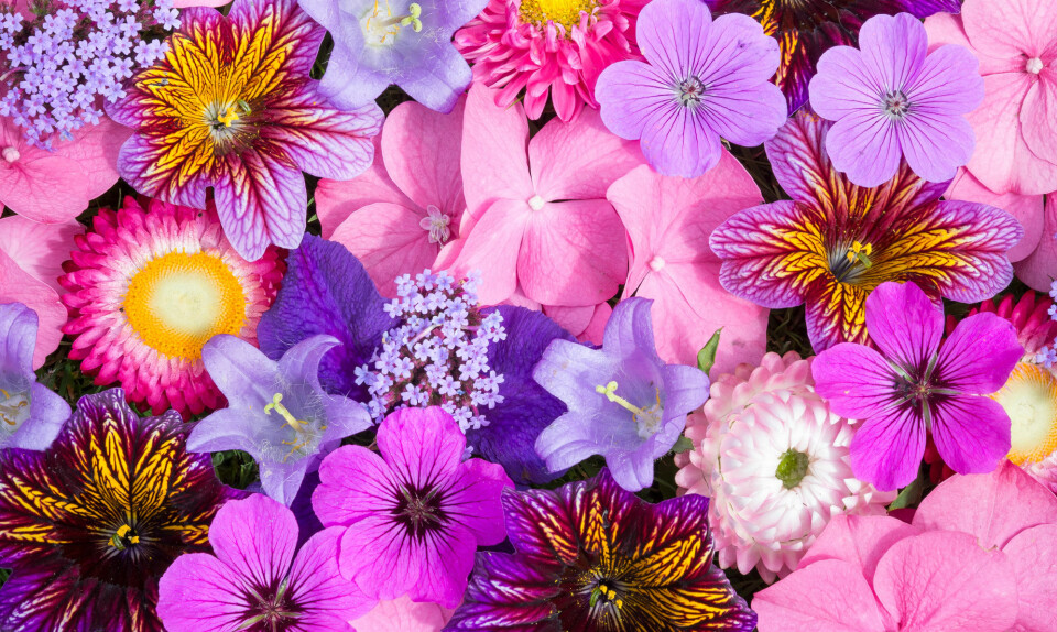 Blomsteraftryk med hammer