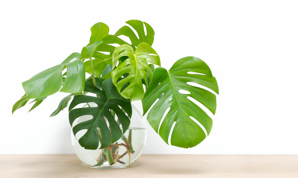 Monstera i vand
