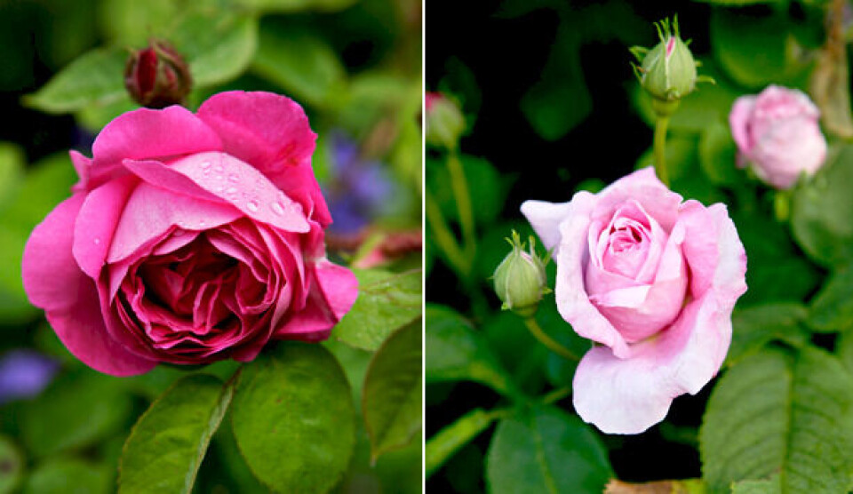 Jette Frölichs bedste rosentip