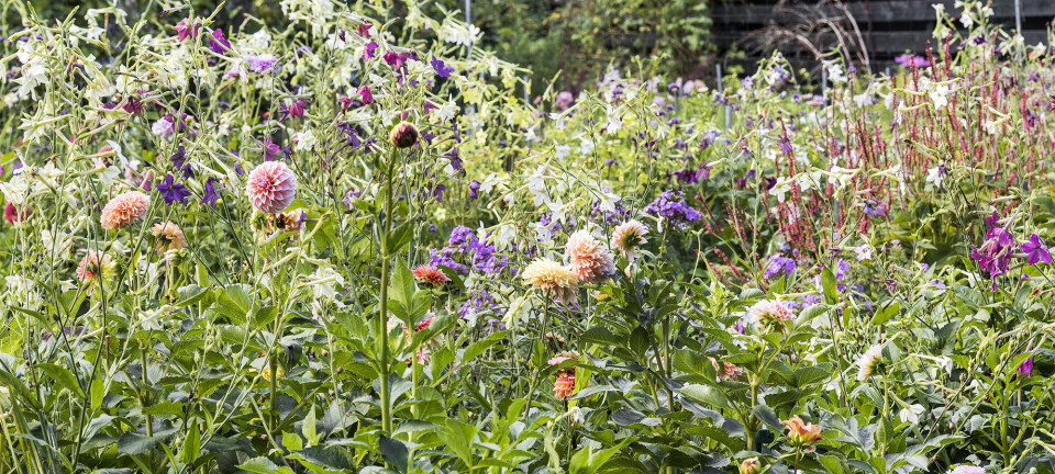 Det er nu, du skal sikre næste års blomsterflor: Så nemt kan du høste dine frø fra haven