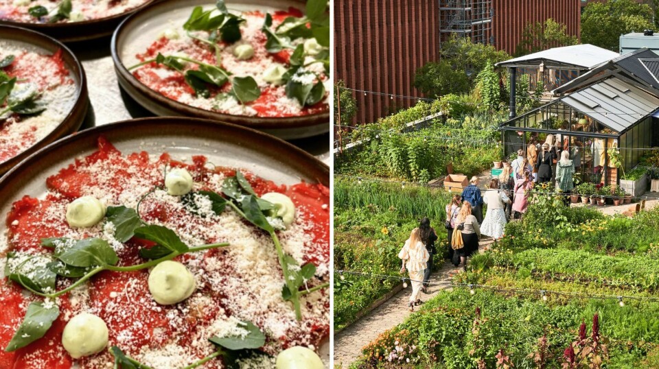 Guide: Her er de bedste restauranter på Østerbro