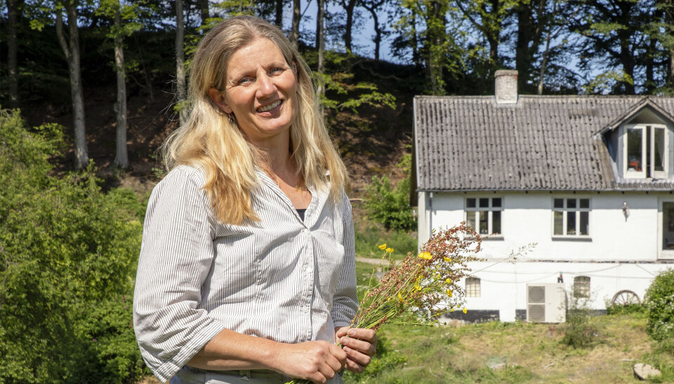 Anne Stoklund Larsen