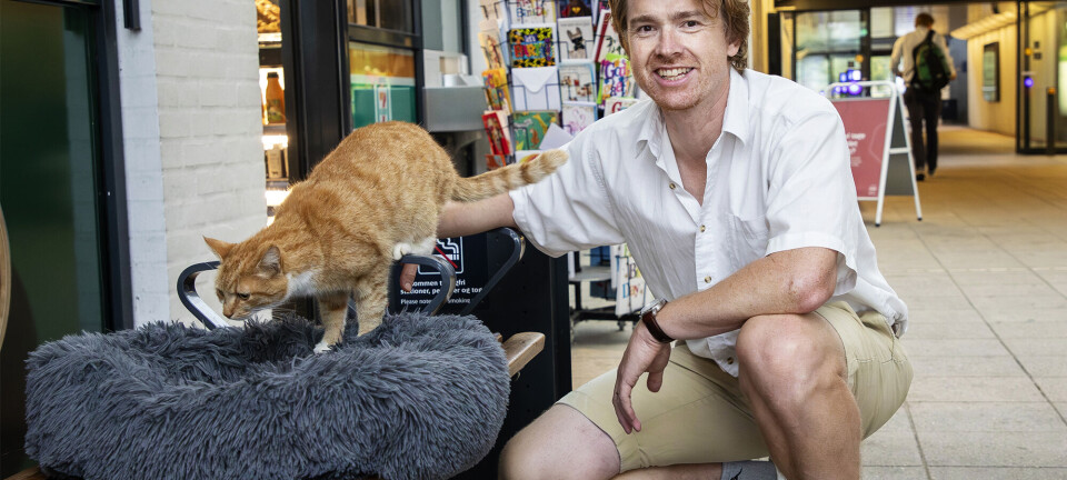 Katten Allan er banegårdskat med egen facebookgruppe: 'Vi joker med, at det er en skilsMISSEkat'