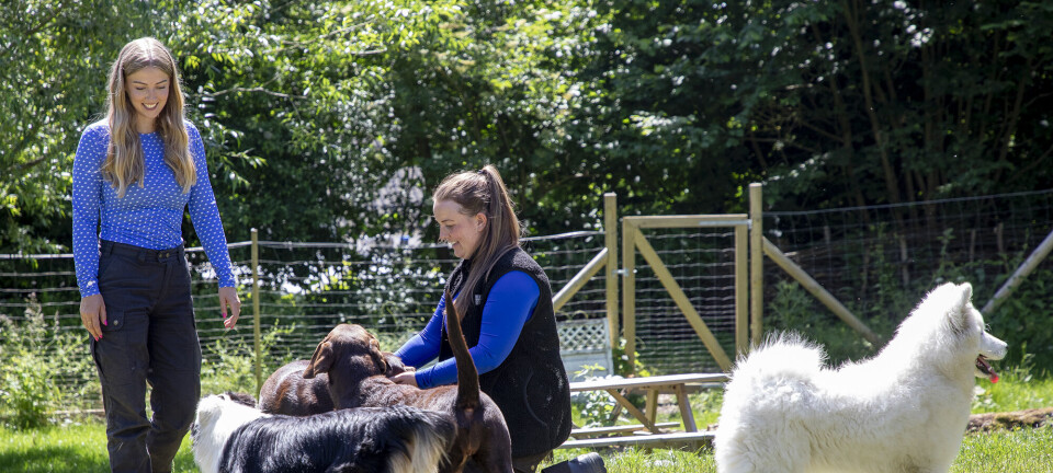 To veninder har åbnet børnehave for hunde: ”Hundeejerne siger, at de slet ikke kan undvære os”