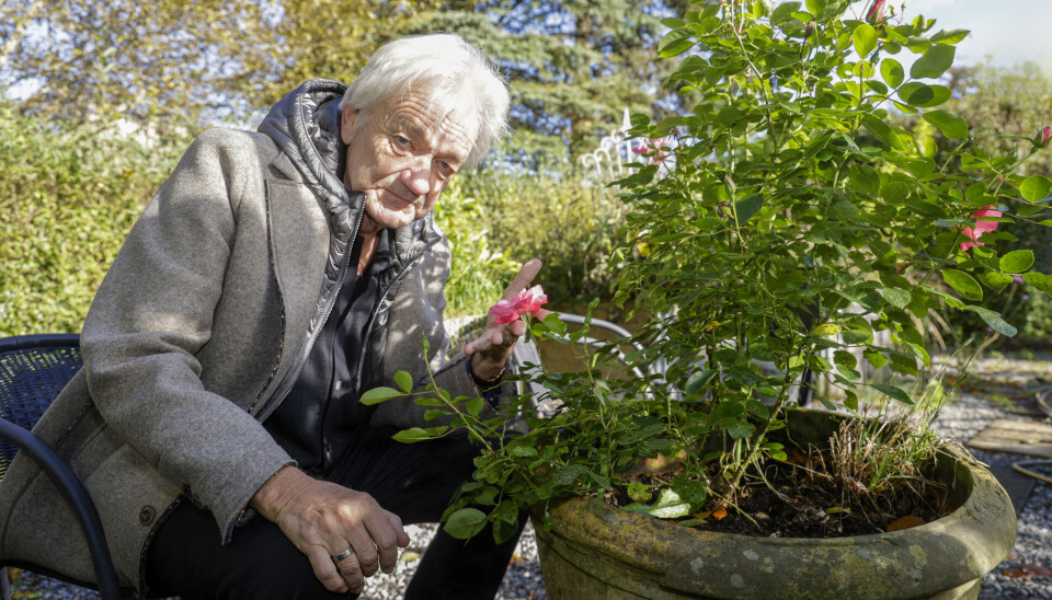Lilholt har skrevet sangen ”Rosen min”, og Plantetorvet har opkaldt en rose efter ham. Den blomstrer stadig i Lars og Ninnas have. – Den fik jeg i sommeren ’22, da jeg var rask igen, og det var meget rørende.
