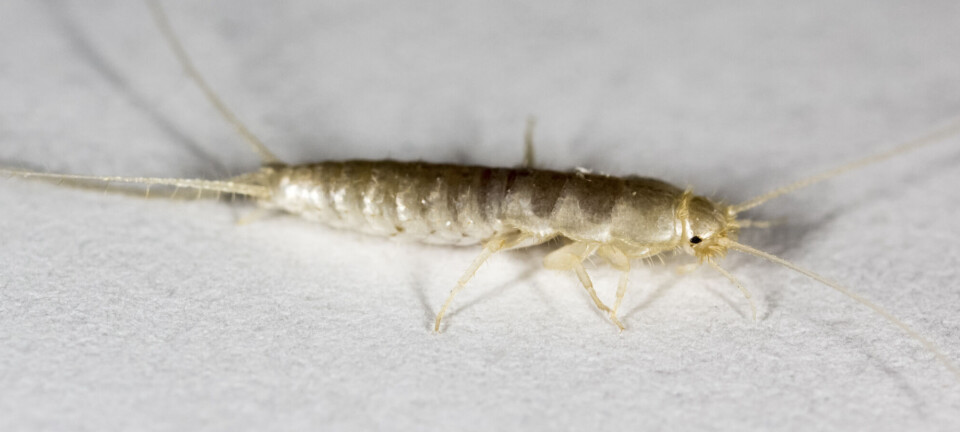 Guide: 6 tips til at slippe af med sølvfisk