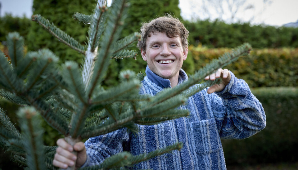 Familiens juletræ er klar til at blive pyntet. – Mit yndlingsgrantræ er en rødgran. Men vi er rigtigt gode til at dyrke Nordmannsgrannen her i Danmark. Det er det træ, min far dyrker på sin juletræsfarm.
