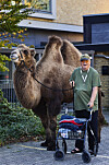Kameler og æsler på plejehjem: ”Blød pels vækker noget særligt i de ældre mennesker”