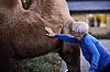 Følelsen af pels og en varm
mule vækker sanserne og bringer minder frem hos de ældre.
Med sin stoiske ro er kamelen
et velegnet dyr til plejehjemsbesøg. Æslet er mere flyvsk,
men det er sjovt at se på.