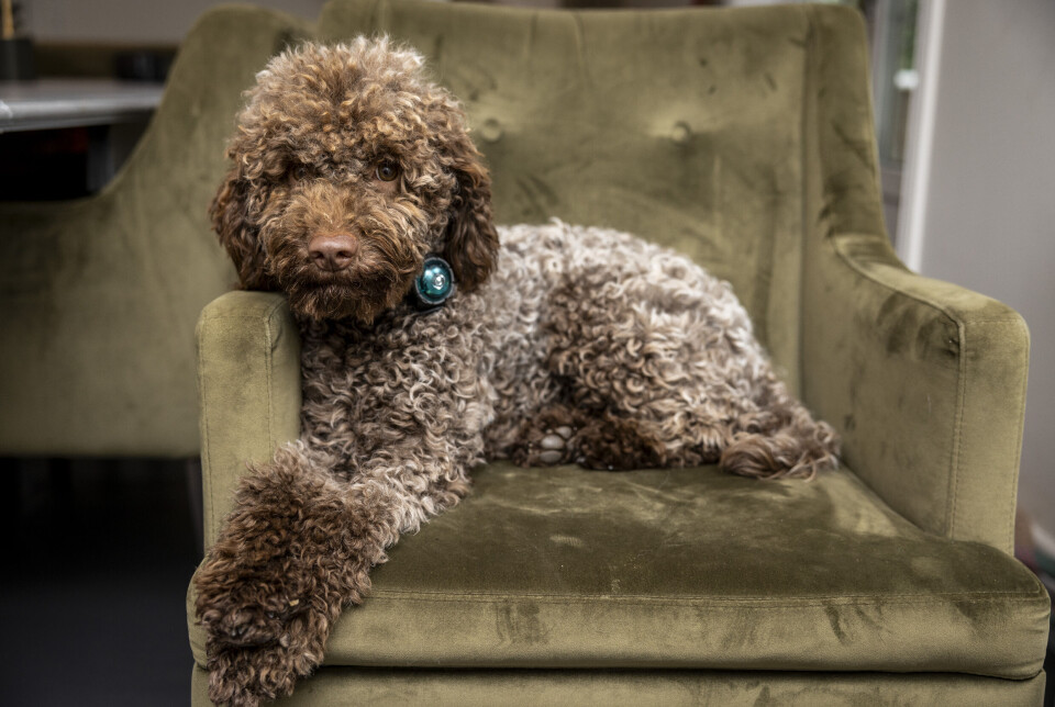 Lagotto Romagnolo, som den italienske trøffelhund hedder, er oprindeligt en jagthund, men jagtinstinktet er i dag meget dæmpet, og racen er tilpasset en tilværelse som familie- og selskabshund. Den har brug for et godt socialt liv med nær menneskelig kontakt og meget motion, gerne i form af en svømmetur. Dens fine lugtesans bør dagligt stimuleres med forskellige søgeopgaver. Kilde: Dansk Kennelklub.