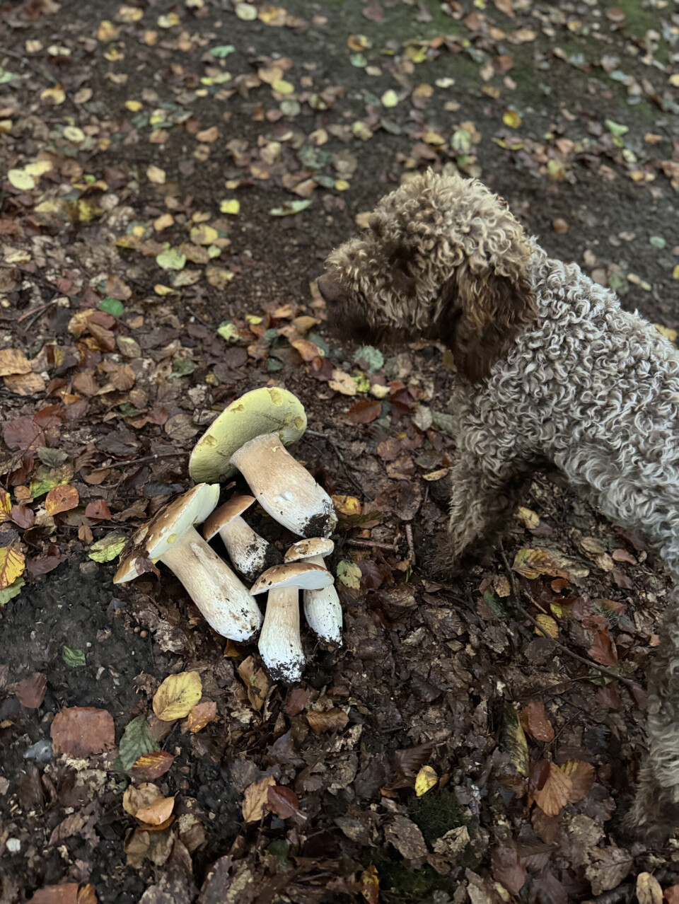 – Allerede nu finder Carla svampe i skoven. Som hvalp kom hun i Sverige ud fra en hæk med fire champignons i munden.