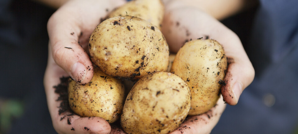 Ny forskning er godt nyt til alle kartoffelfans: 'Den er sundere end sit rygte'