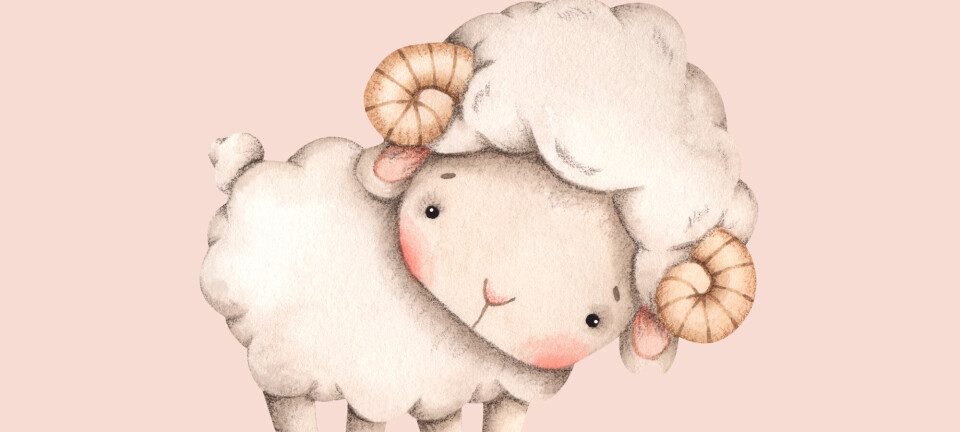 Sådan er vædderbarnet