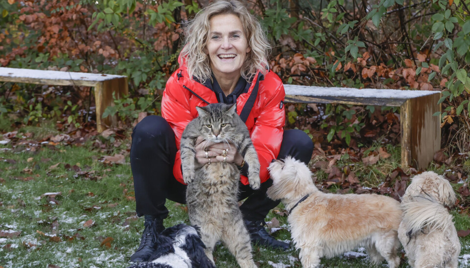 Bichon Havanaise er gode sammen med katte, og der er lutter idyl i Charlottes store dyreflok.