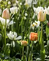 Der findes utallige tulipansorter med hver sit udtryk. Se nu blot den fyldte ’Sensual Touch’ med søde frynser. Det er effektfuldt, når blomsterne har forskellige former og størrelser, fx er 
sommerhvidblomme, narcis og tulipan et godt match.