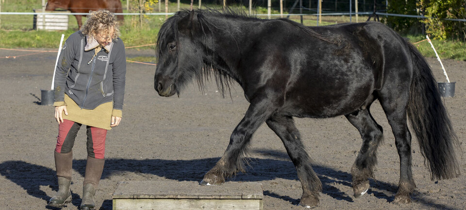 Tine fik en voldsom depression – men hesten Huxi blev hendes redning