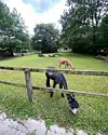 ”Her er en ”petting zoo” med geder, lamaer og høns. Om sommeren går der også køer og græsser i parken”