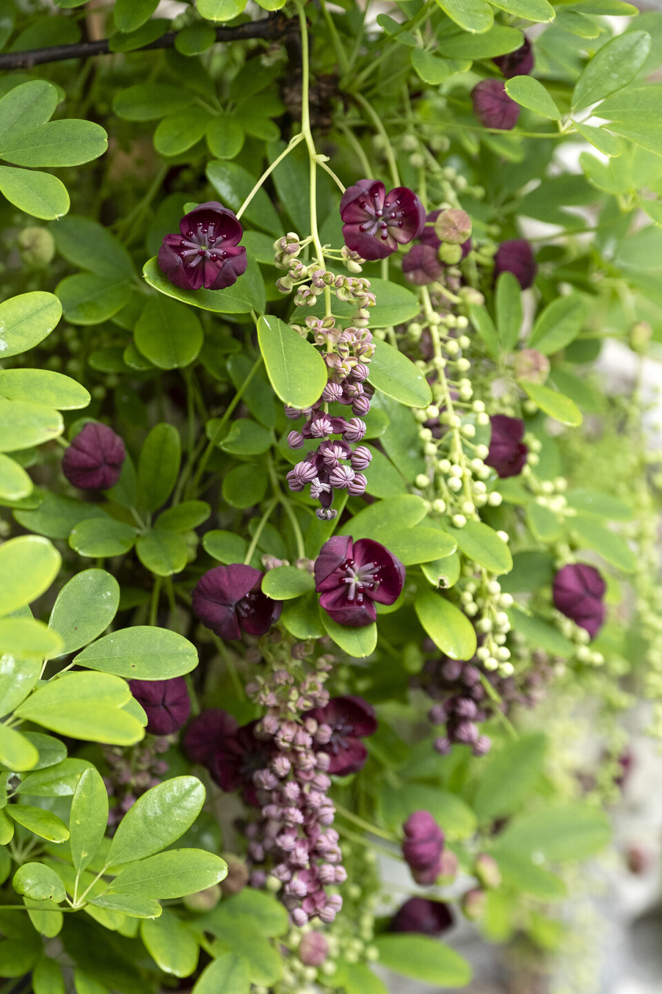På en havemur vokser en akebia med blomsterknopper i hængende ranker og vinrøde blomster, som dufter af chokolade.