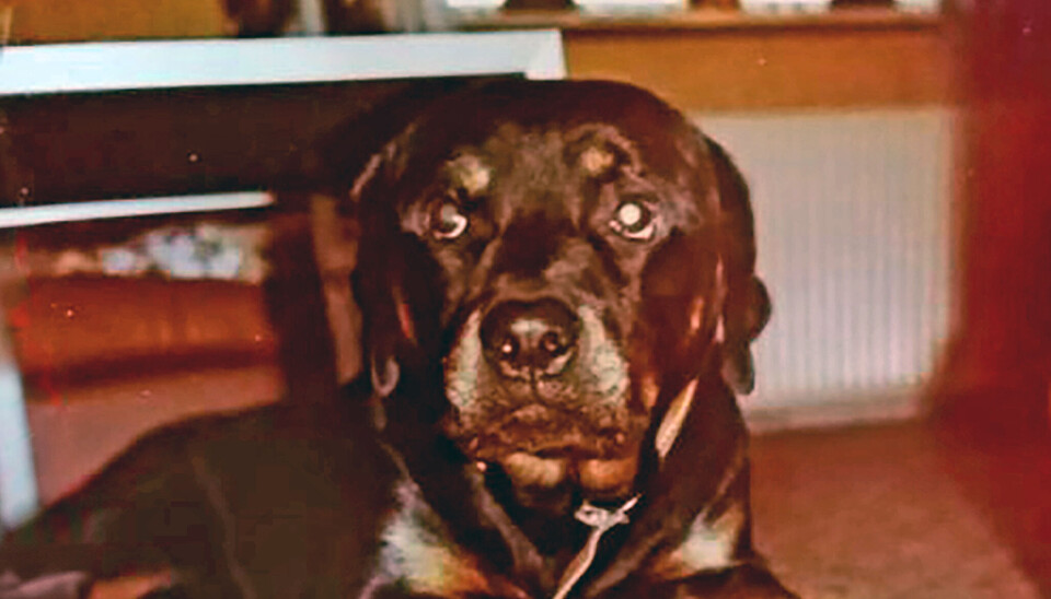 Hunden Guffe, der er en Rottweiler.