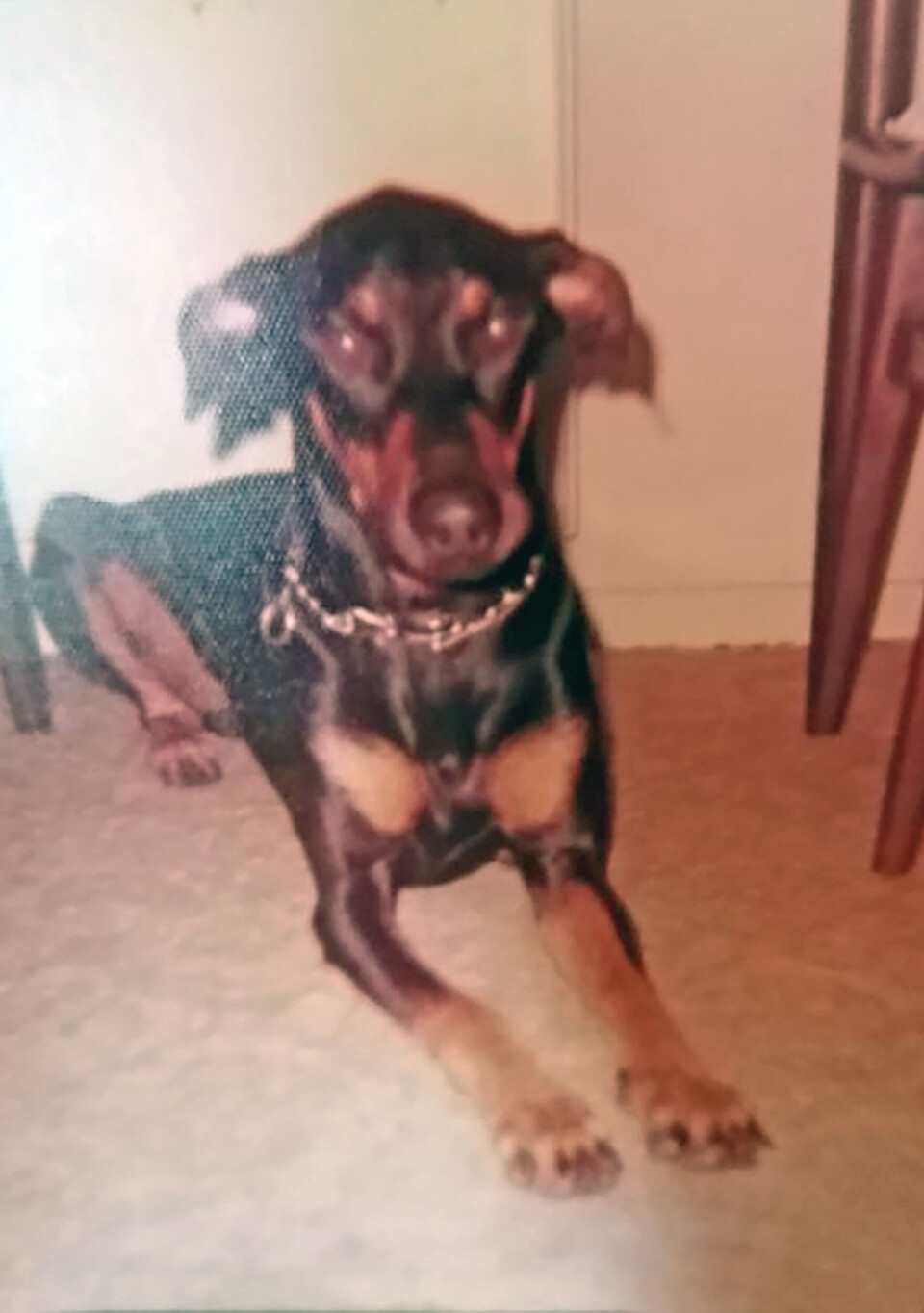 Hunden Mickie, der er en Doberman.