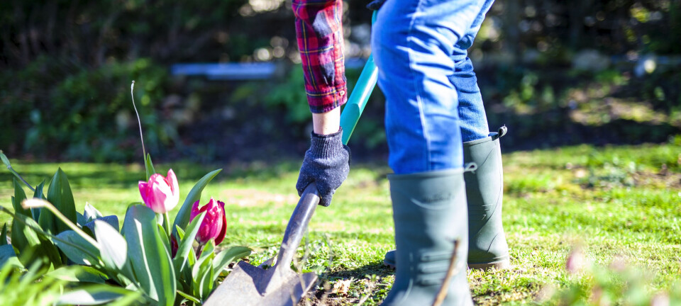 Her er guiden til, hvad du skal huske at gøre i din have