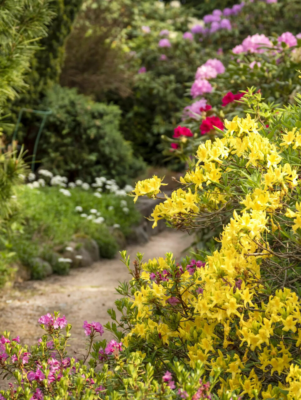 Her står en Løvfældende Azalea (Rhododendron). Klip blomsterplanten af efter blomstring.