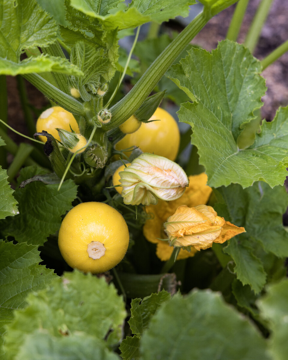 Gule squash.