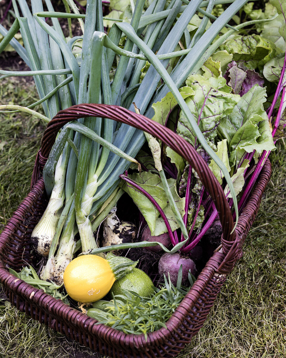 Her ses løg, rødbeder, squash, salat og en håndfuld estragon i en lilla fletkurv.